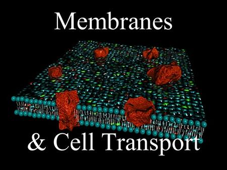 Membranes & Cell Transport. LE 3-1 Bone cell Smooth muscle cell Ovum Sperm Neuron in brain Fat cell Cells lining intestinal tract Blood cells.