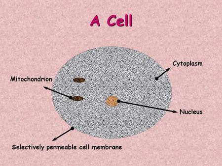 A Cell Mitochondrion Nucleus Selectively permeable cell membrane Cytoplasm.