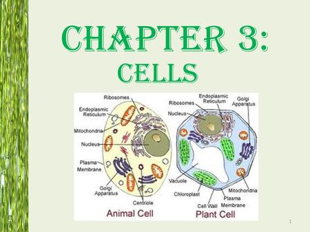 Chapter 3: Cells.