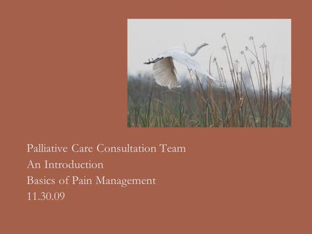 Palliative Care Consultation Team An Introduction Basics of Pain Management 11.30.09.