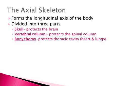 The Axial Skeleton Forms the longitudinal axis of the body
