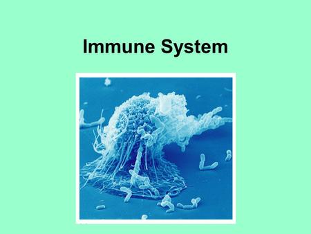 Immune System. Standards: SAP 1 – Students will analyze anatomical structures in relationship to their physiological functions. SAP 4 – Students will.