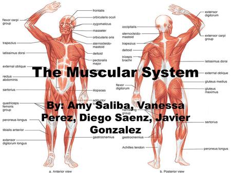 The Muscular System By: Amy Saliba, Vanessa Perez, Diego Saenz, Javier Gonzalez.