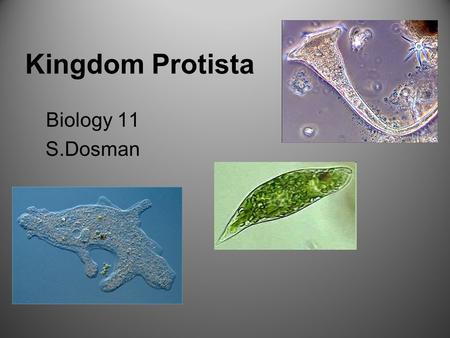Kingdom Protista Biology 11 S.Dosman.