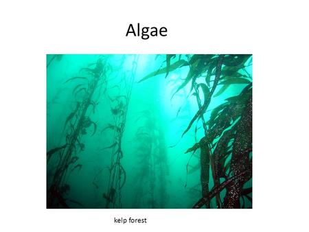 Algae kelp forest.