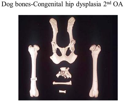 Dog bones-Congenital hip dysplasia 2 nd OA. Congenital hip dysplasia-2 nd OA, small head to neck ratio.