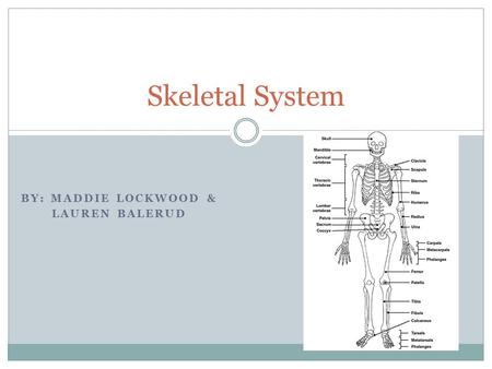 BY: MADDIE LOCKWOOD & LAUREN BALERUD Skeletal System.