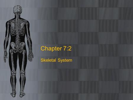 Chapter 7:2 Skeletal System.