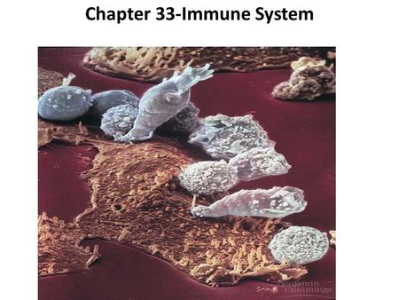 Chapter 33-Immune System