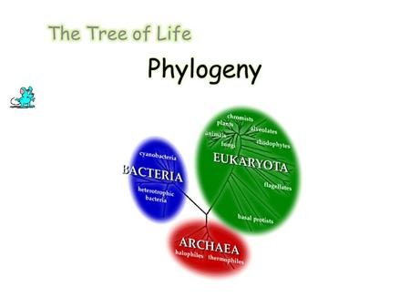 Phylogenetics Phylogenetic trees illustrate the evolutionary relationships among groups of organisms, or among a family of related nucleic acid or protein.