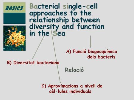 Bacterial single-cell approaches to the relationship between