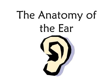 The Anatomy of the Ear The Outer Ear 1. Auricle (Pinna) 2. External Auditory Canal (ear canal) Channels sound into the ear.