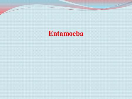 Entamoeba. Hazard Identification What is Entamoeba? single-celled protozoan subphylum Sarcodina Entamoeba is a single-celled protozoan parasite belonging.