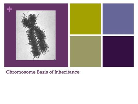 Chromosome Basis of Inheritance