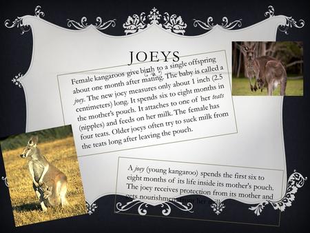 JOEYS Female kangaroos give birth to a single offspring about one month after mating. The baby is called a joey. The new joey measures only about 1 inch.