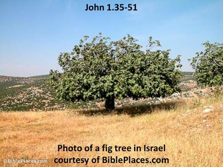 John 1.35-51 Photo of a fig tree in Israel courtesy of BiblePlaces.com.
