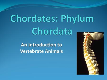 An Introduction to Vertebrate Animals. Introduction most familiar to us Chordates (vertebrates) are the group of animals most familiar to us Ex: Ex: mammals,