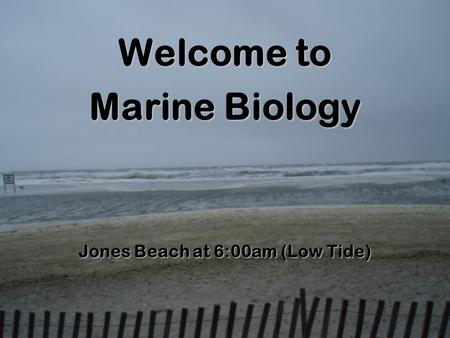 Welcome to Marine Biology Jones Beach at 6:00am (Low Tide)