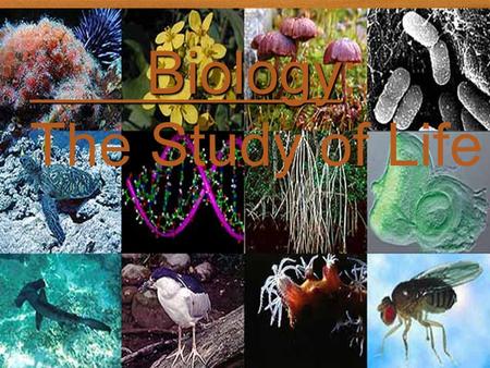 Biology The Study of Life Biology Biology: The Study of Life.