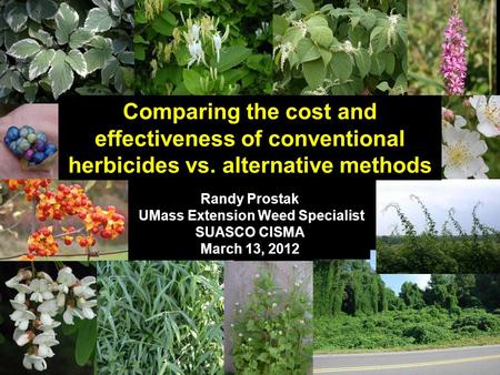 Comparing the cost and effectiveness of conventional herbicides vs. alternative methods Randy Prostak UMass Extension Weed Specialist SUASCO CISMA March.