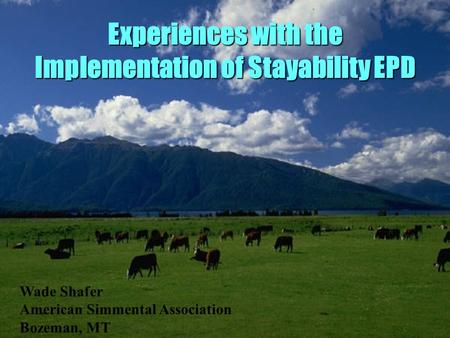 Experiences with the Implementation of Stayability EPD Wade Shafer American Simmental Association Bozeman, MT.