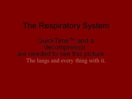 The Respiratory System The lungs and every thing with it.