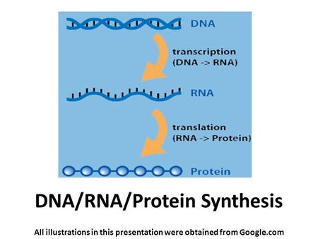 DNA/RNA/Protein Synthesis All illustrations in this presentation were obtained from Google.com.