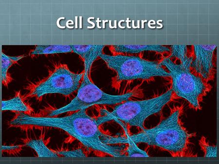 Cell Structures. Cell Structures Barriers…  Cell Wall Plants & prok. (not animals) Plants & prok. (not animals) Structural (plant support) & protective.