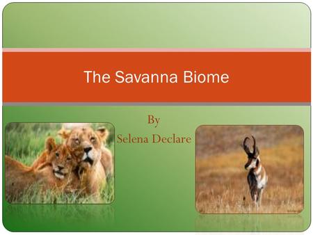 The Savanna Biome By Selena Declare.