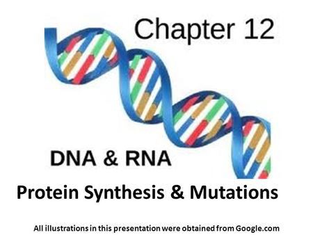 Protein Synthesis & Mutations All illustrations in this presentation were obtained from Google.com.