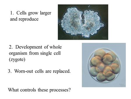 3. Worn-out cells are replaced. 1. Cells grow larger and reproduce 2. Development of whole organism from single cell (zygote) What controls these processes?