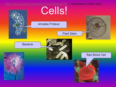 Cells! -- Introduction (Click here) Amoeba Proteus Plant Stem
