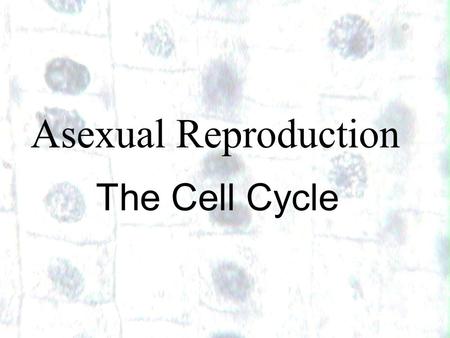 Asexual Reproduction The Cell Cycle 1.