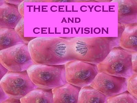 THE CELL CYCLE and CELL DIVISION.