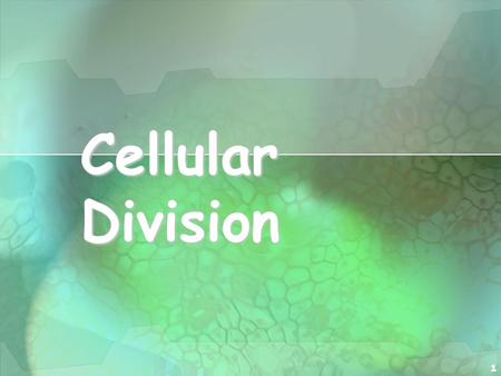 Cellular Division.