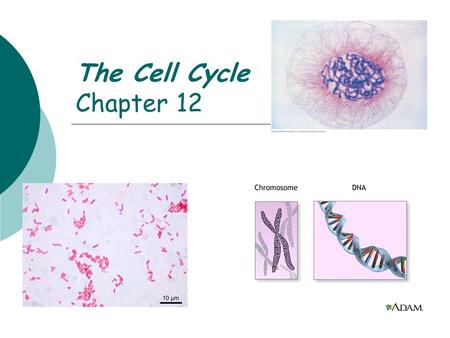 The Cell Cycle Chapter 12. Mitosis  Cell division  Produce 2 daughter cells  Same genetic information.