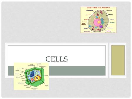 CELLS. ALL LIVING THINGS HAVE: Organization Ability to grow and develop Respond to environment Reproduce.