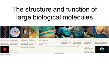 The structure and function of large biological molecules