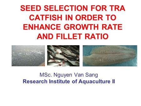 SEED SELECTION FOR TRA CATFISH IN ORDER TO ENHANCE GROWTH RATE AND FILLET RATIO MSc. Nguyen Van Sang Research Institute of Aquaculture II.