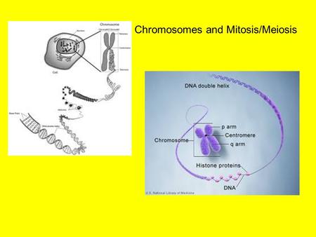 Chromosomes and Mitosis/Meiosis