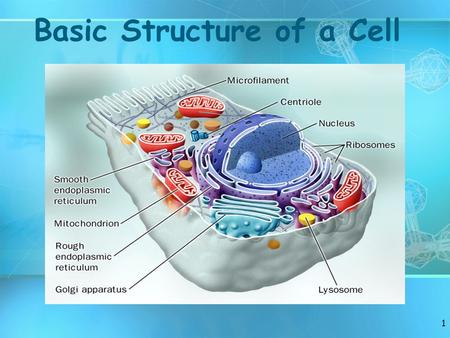 Basic Structure of a Cell 1. Review Facts About Living Things 2.
