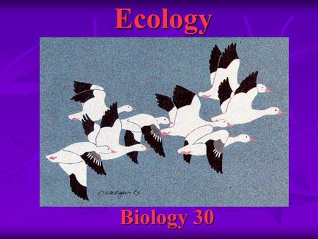 Ecology Biology 30.