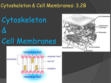 Cytoskeleton & Cell Membranes: 3.2B Cytoskeleton & Cell Membranes.