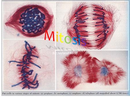 By:Jayland Redd. Interphase  sis/images/interphase2large.jpg
