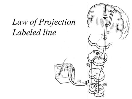 1 Law of Projection Labeled line. 2 3 Seizures and Epilepsies Definition neurological deficits (positive or negative) caused by abnormal neuronal discharges.