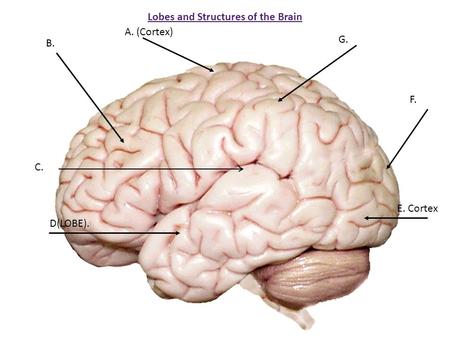 Lobes and Structures of the Brain B. A. (Cortex) C. D(LOBE). E. Cortex F. G.