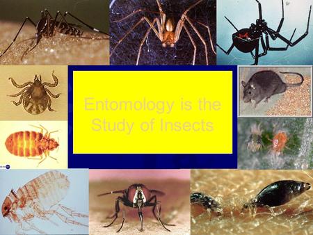 Entomology is the Study of Insects