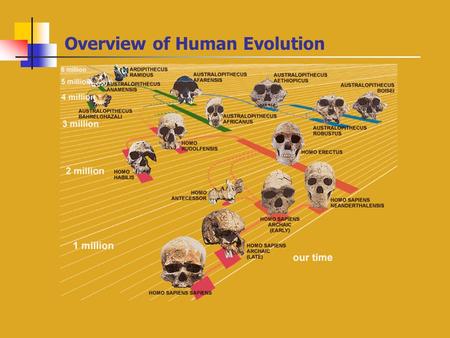 Overview of Human Evolution Hominids Through Time.