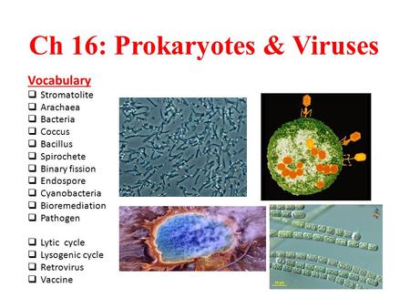Ch 16: Prokaryotes & Viruses