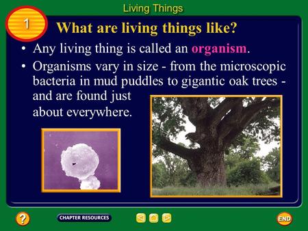 What are living things like?